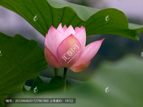 荷花,荷葉