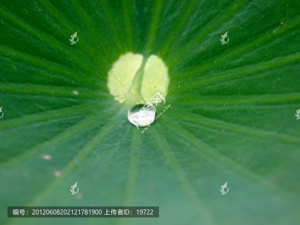 荷葉,水珠