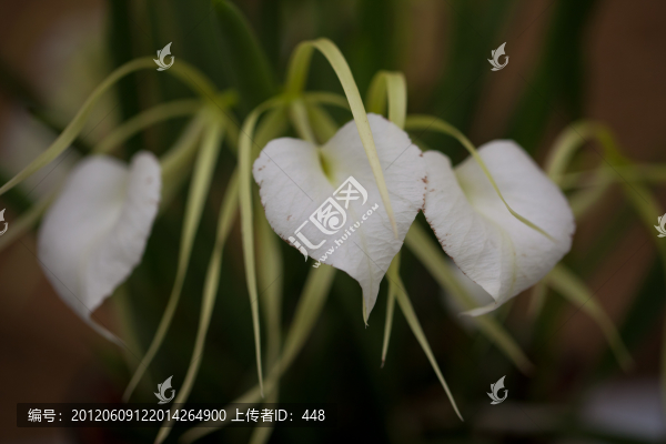 蘭花