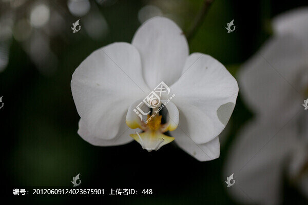 蝴蝶蘭