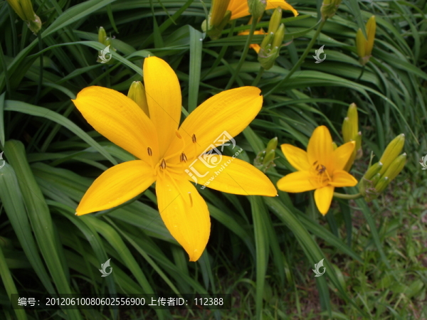 黃花,黃百合