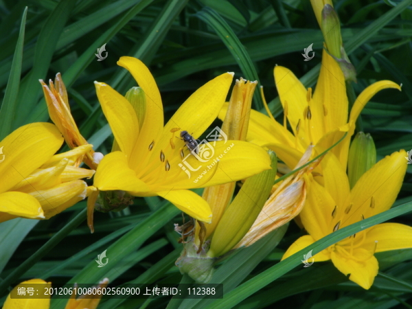 黃花,黃百合