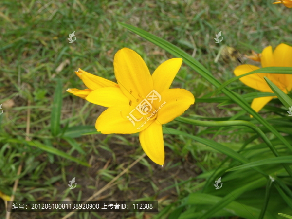 黃花,黃百合
