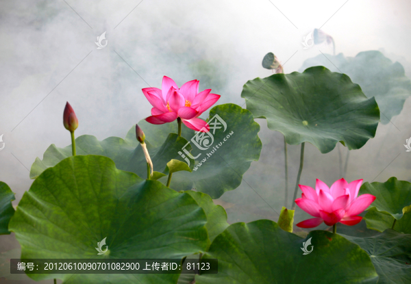 荷花
