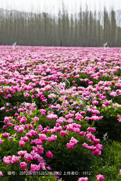 芍藥花