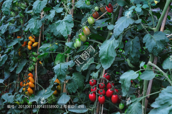 西紅柿