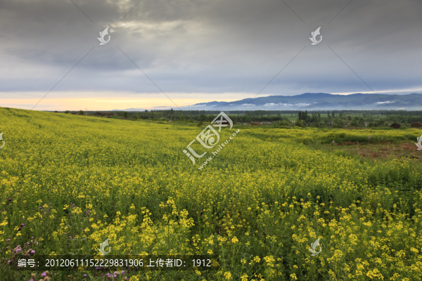 田野
