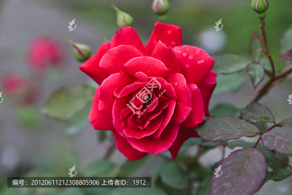 月季花