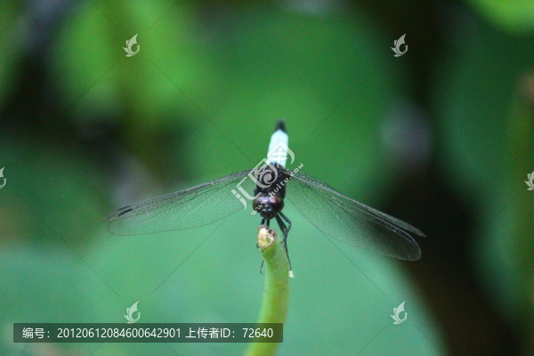 蜻蜓