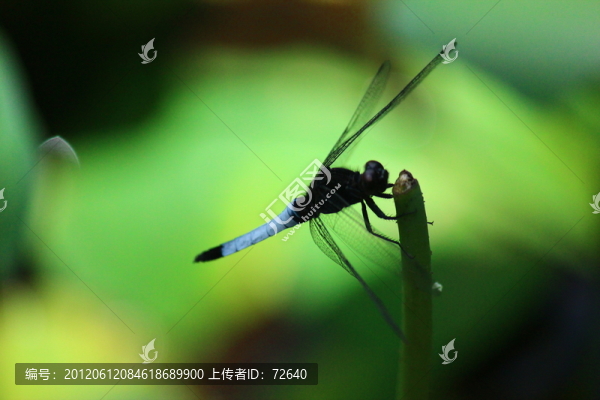 蜻蜓