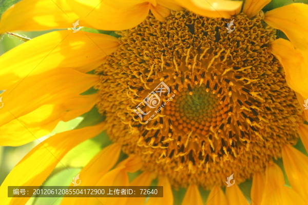 向日葵