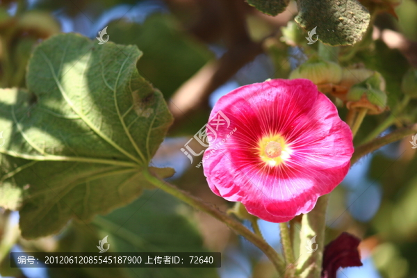 蜀葵花