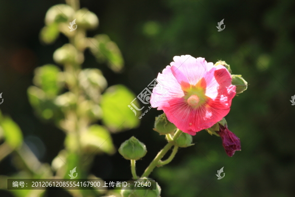 蜀葵花