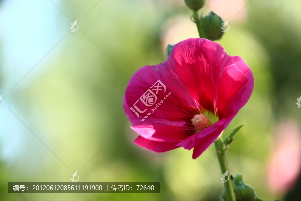 蜀葵花