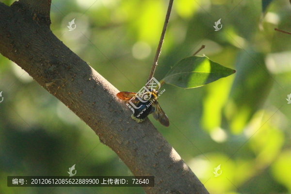 蜜蜂