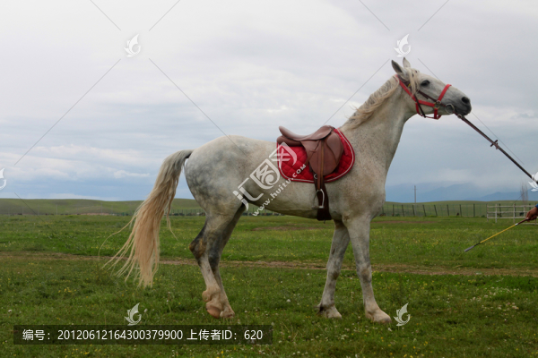 馬
