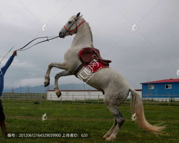馬