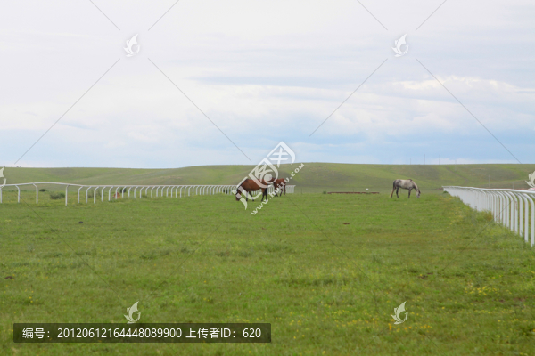 馬