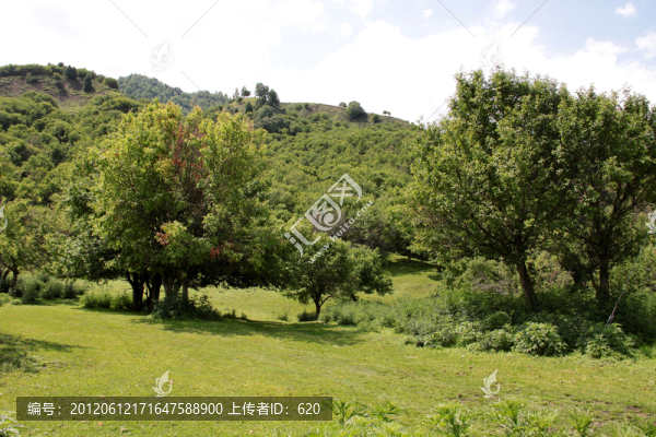 野果林
