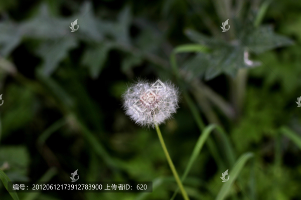 蒲公英