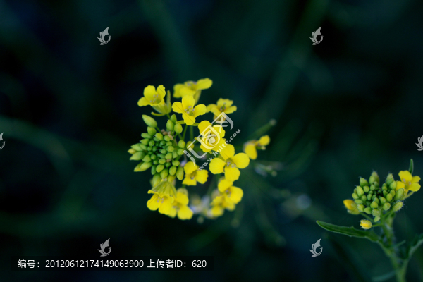 花