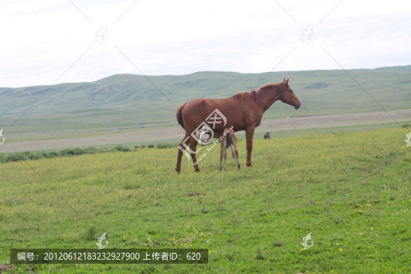 伊犁馬