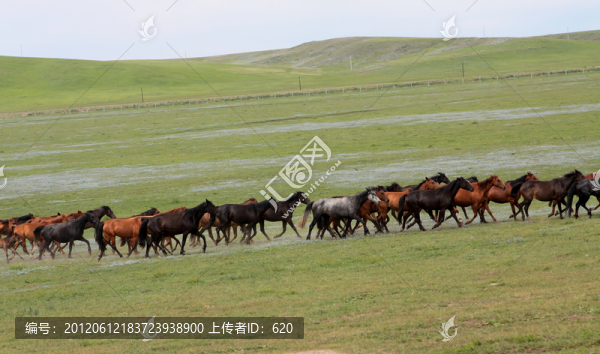 馬