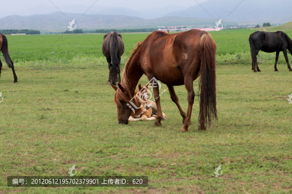 伊犁馬