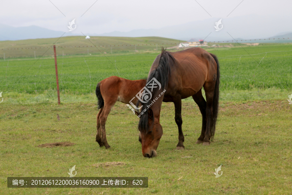 伊犁馬