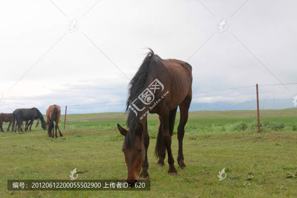伊犁馬