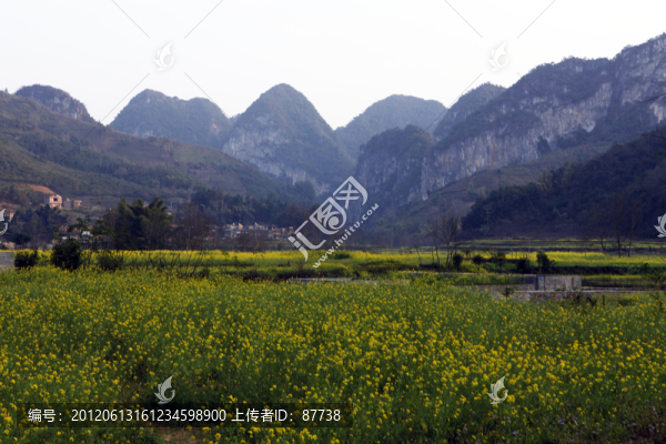 油菜花