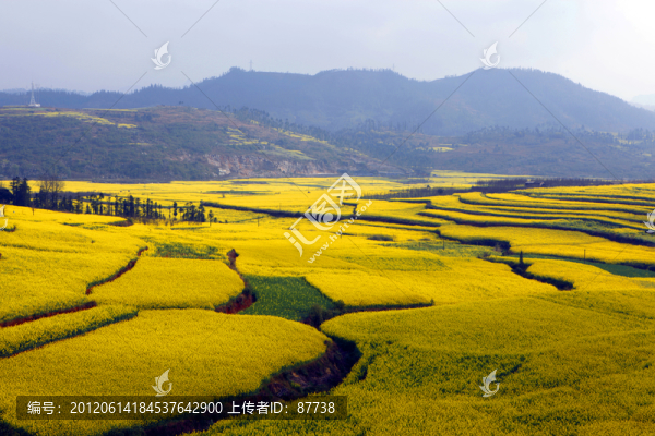 油菜花