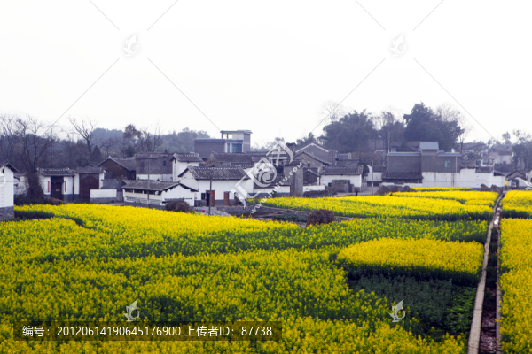 油菜花