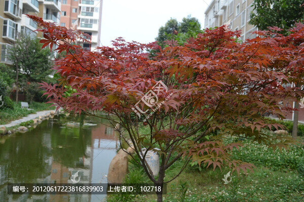 紅葉