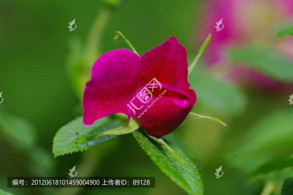 公園里的花朵