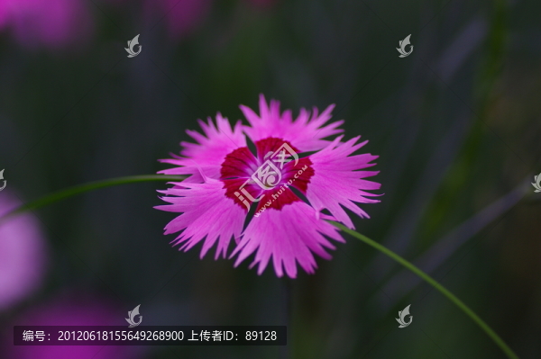 石竹