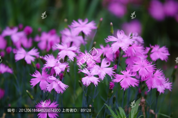 石竹
