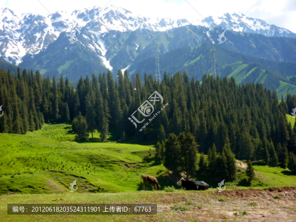 果子溝的雪山草原和松林