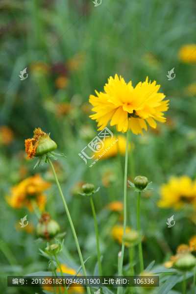 金雞菊