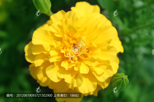 盛開