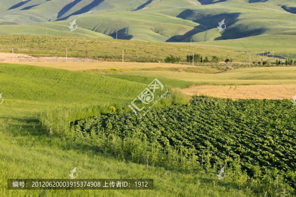田野