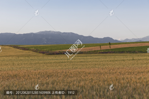 麥田