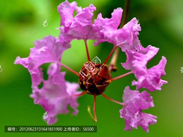 紫薇花