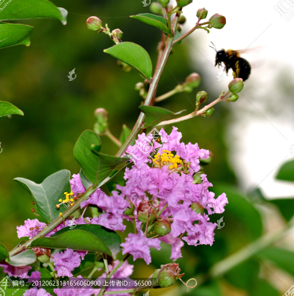 紫薇花,采蜜