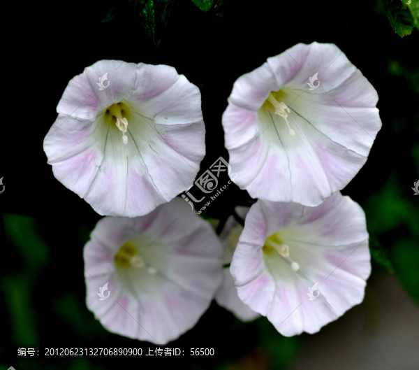 打碗花