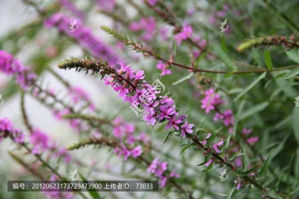 益母草
