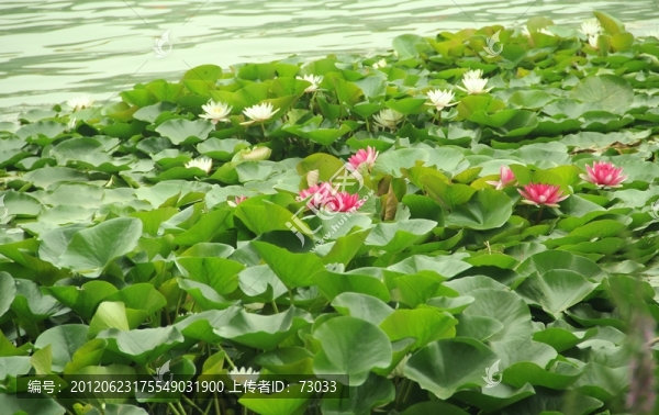 蓮花