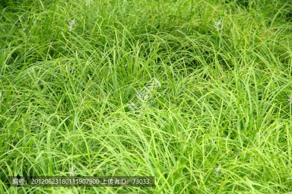 青草地