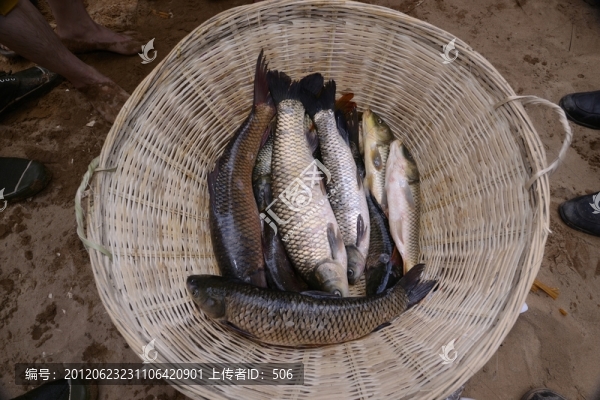 魚