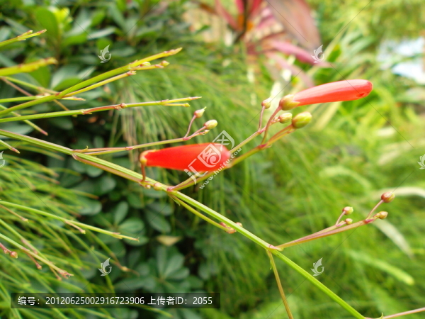 炮仗花